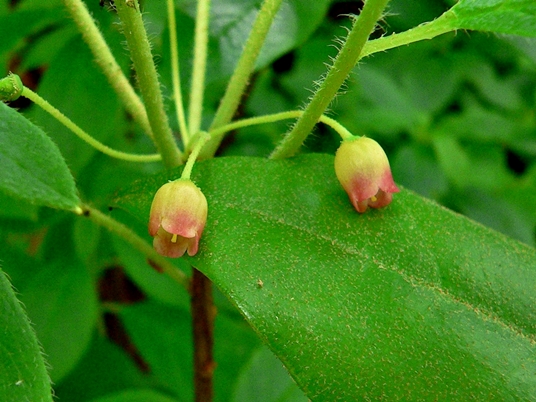 {Rhododendron pilosum}